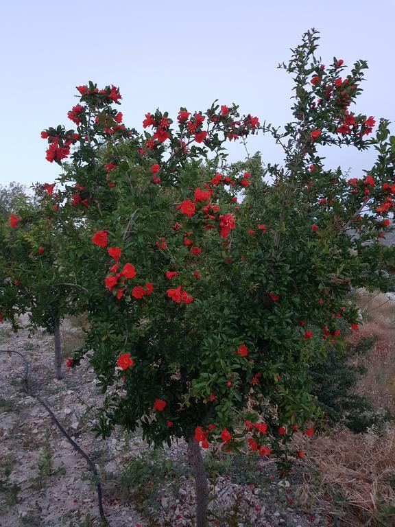 Vouni Lodge Εξωτερικό φωτογραφία